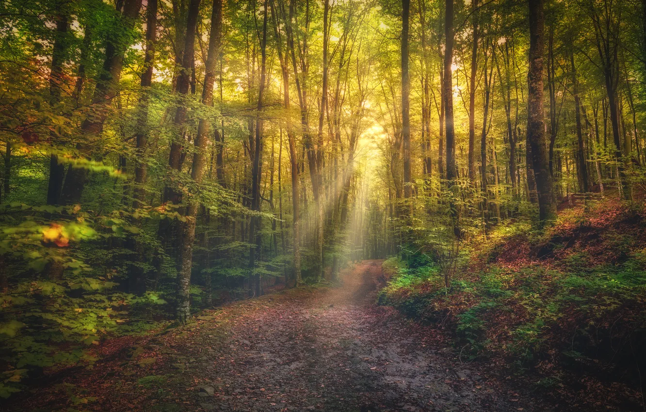 Photo wallpaper autumn, forest, rays, Park, haze, path