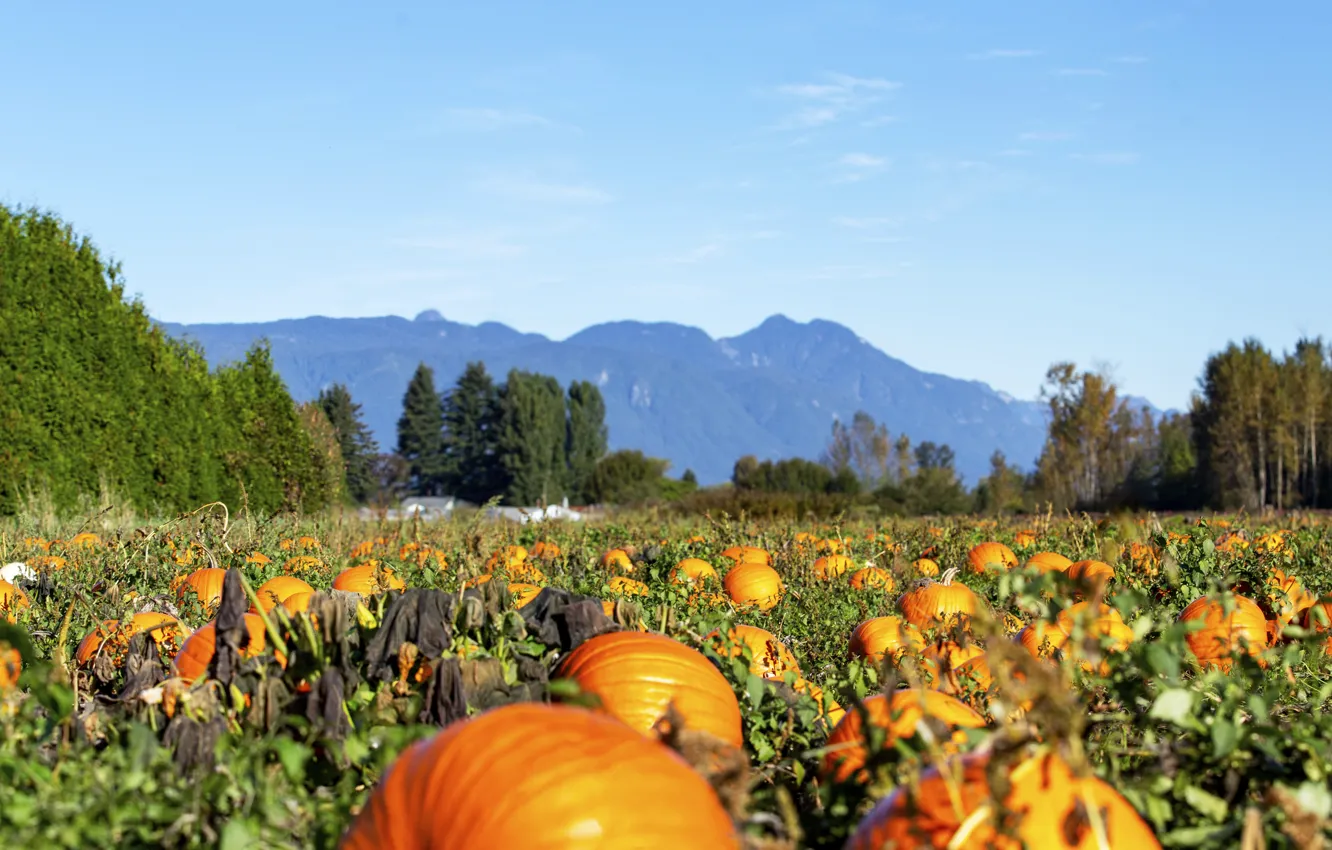 Photo wallpaper field, autumn, harvest, pumpkin