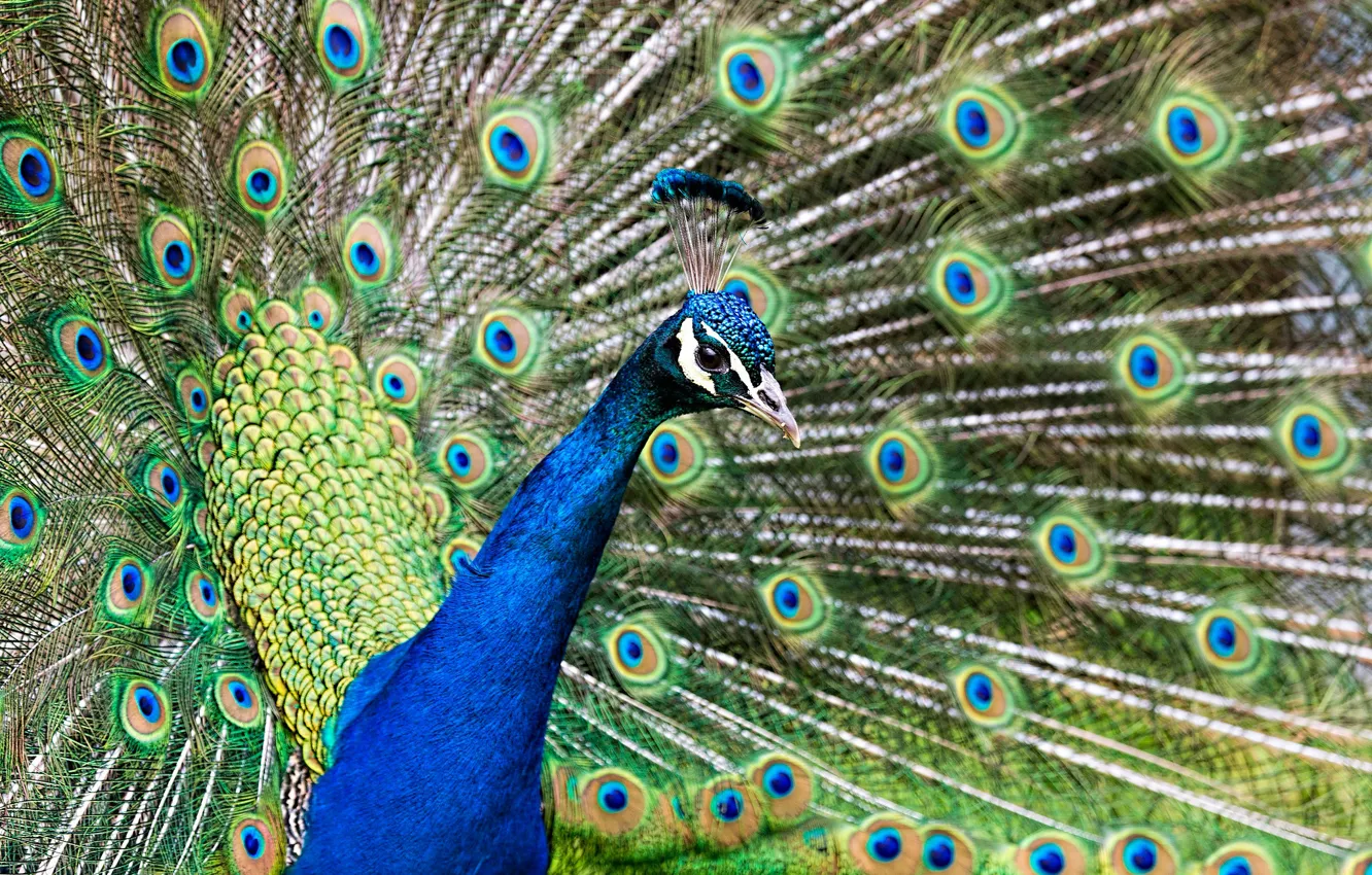 Photo wallpaper bird, feathers, tail, peacock