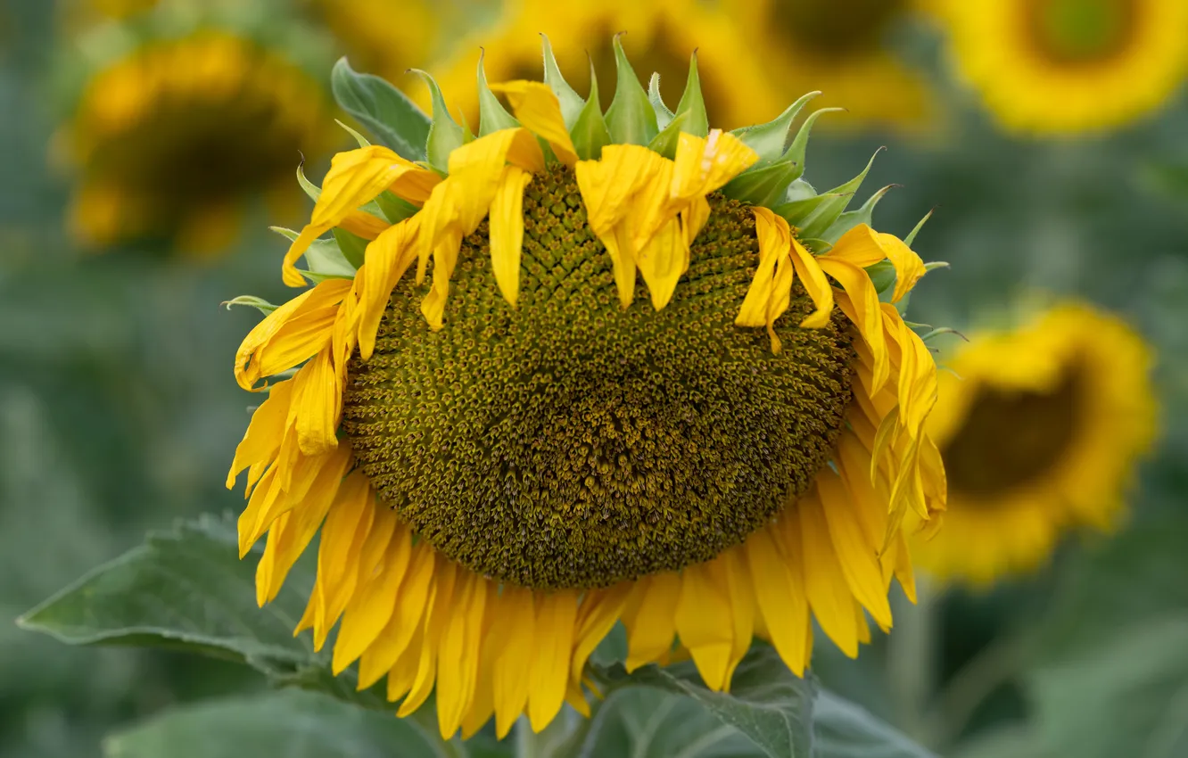 Photo wallpaper macro, flowers, sunflower