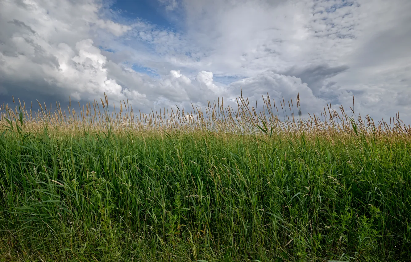 Photo wallpaper greens, field, the sky, grass, clouds