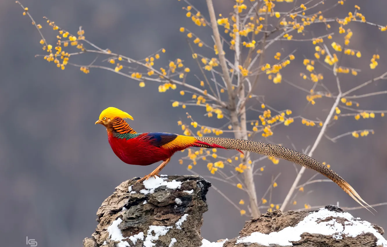 Photo wallpaper bird, tail, gold, pheasant