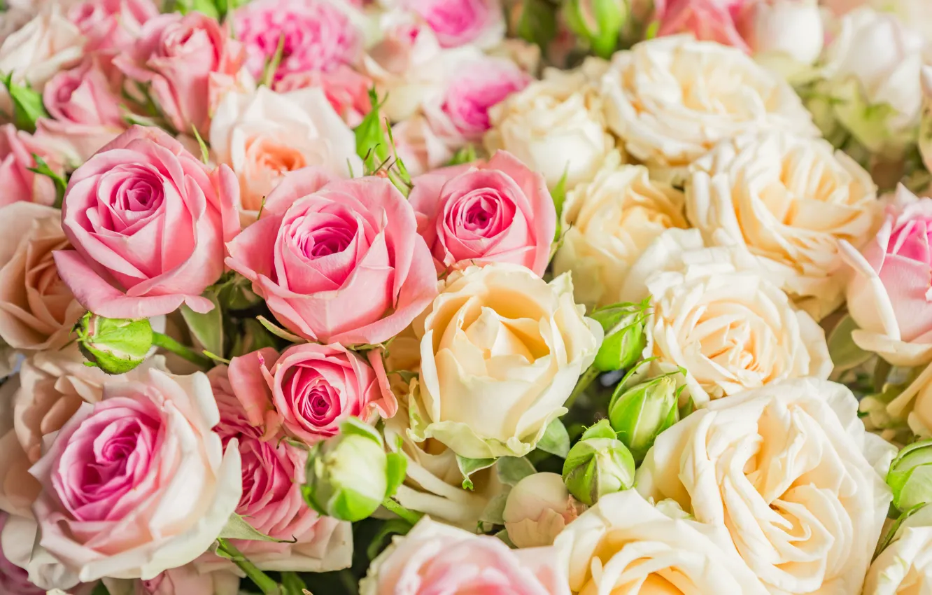 Photo wallpaper flowers, bouquet, roses, white, pink, Yarovoy Aleksandr