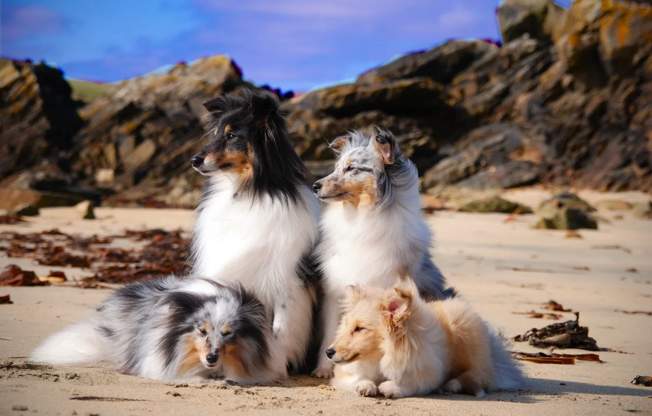 Photo wallpaper sea, coast, dog, group, pussy