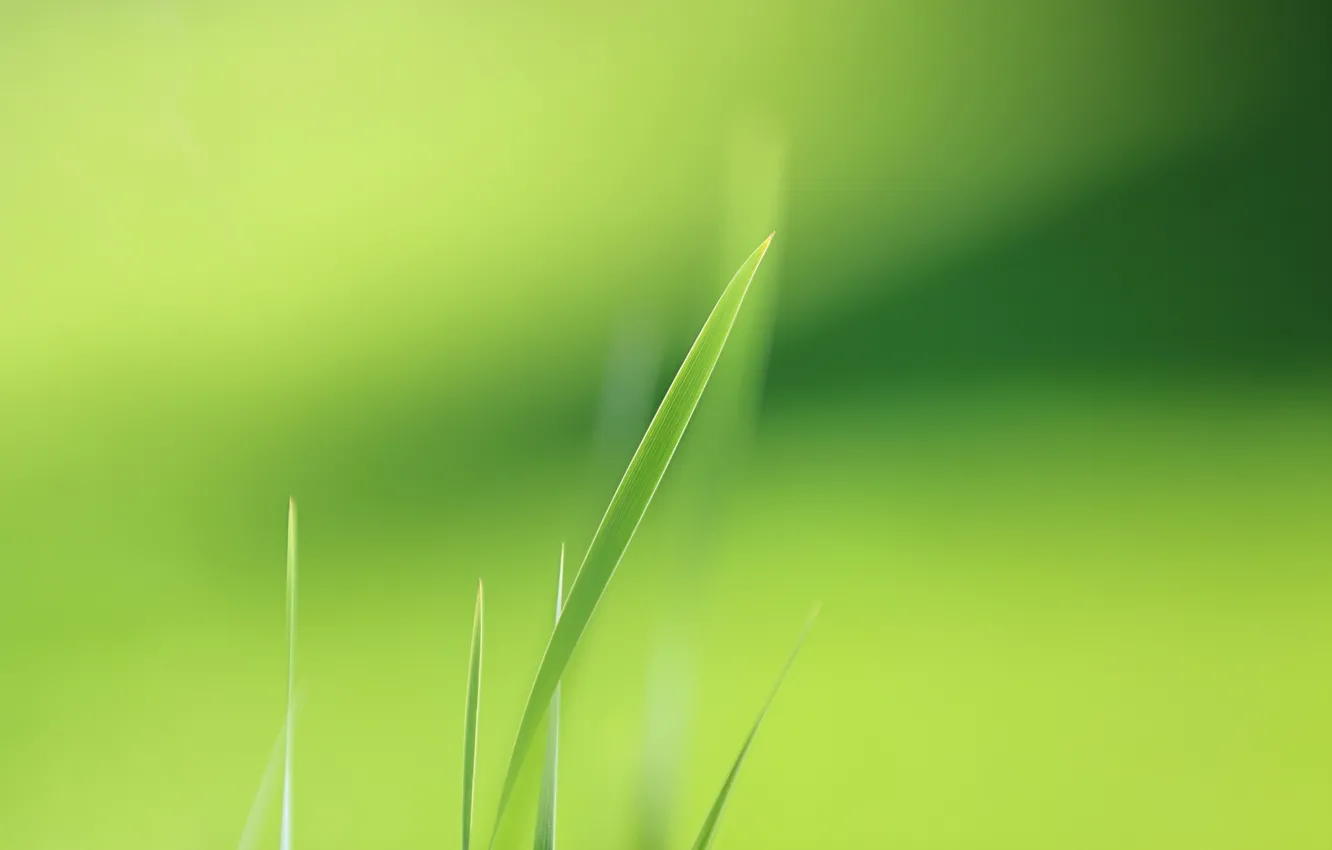 Photo wallpaper grass, nature, background
