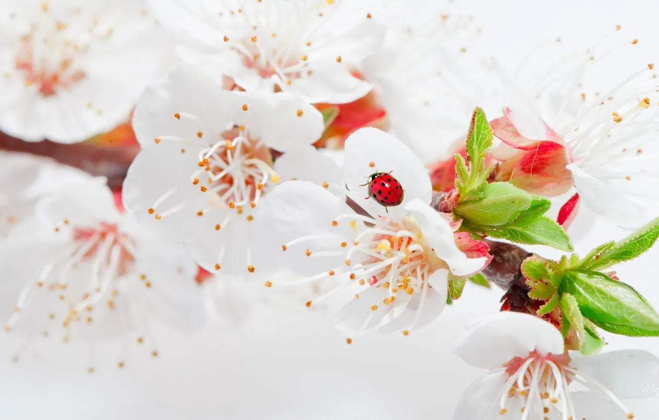 Photo wallpaper flowers, ladybug, spring, leaves, flowers