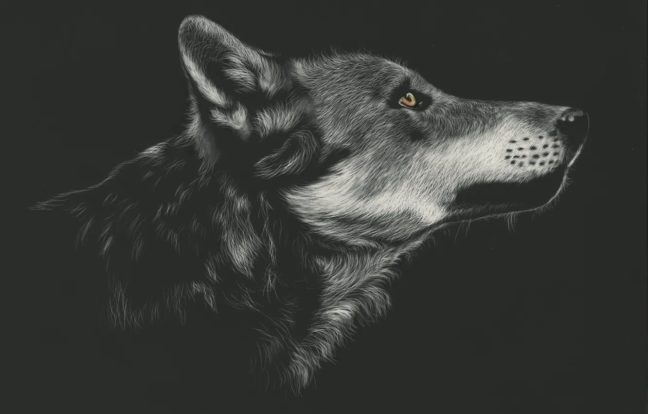 Photo wallpaper face, wolf, profile