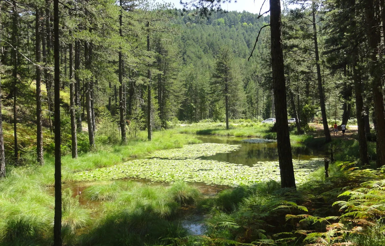 Photo wallpaper lake, Epirus, water lilies