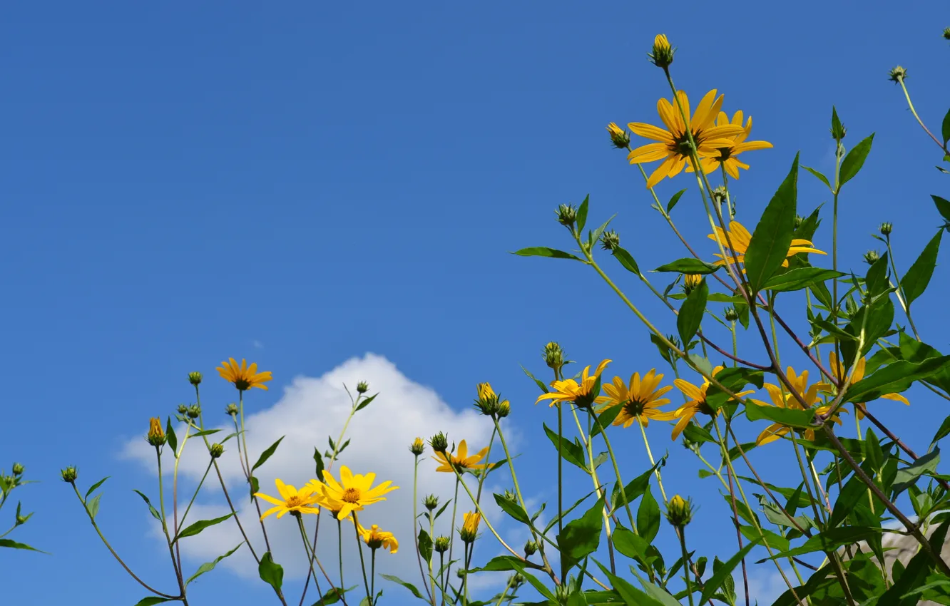 Photo wallpaper summer, blue sky, yellow flowers, white cloud