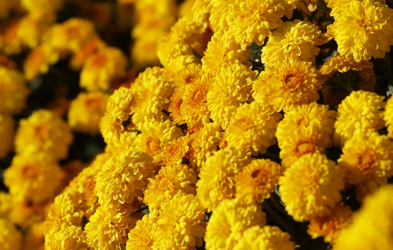 Photo wallpaper yellow, solar, chrysanthemum