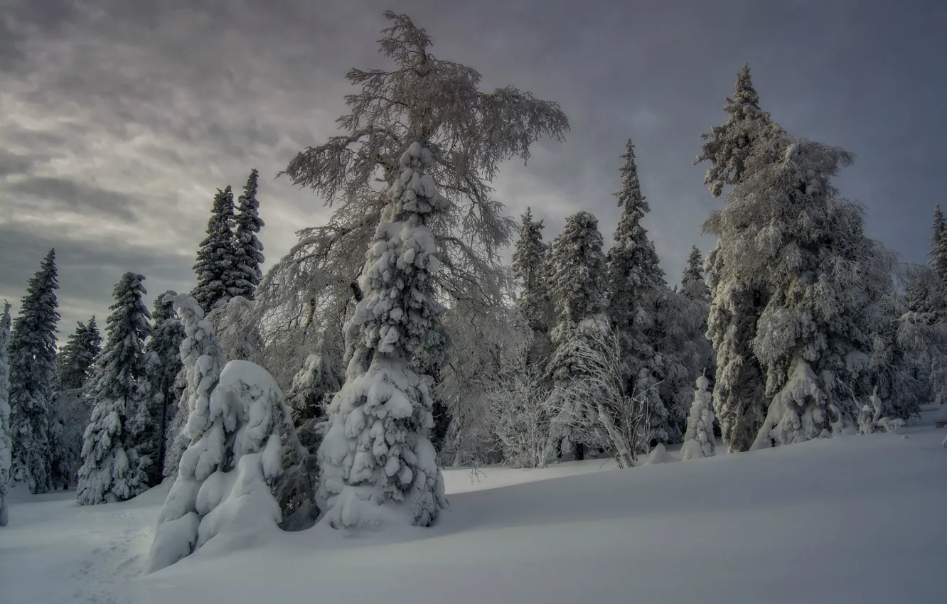 Photo wallpaper winter, snow, the snow, winter forest
