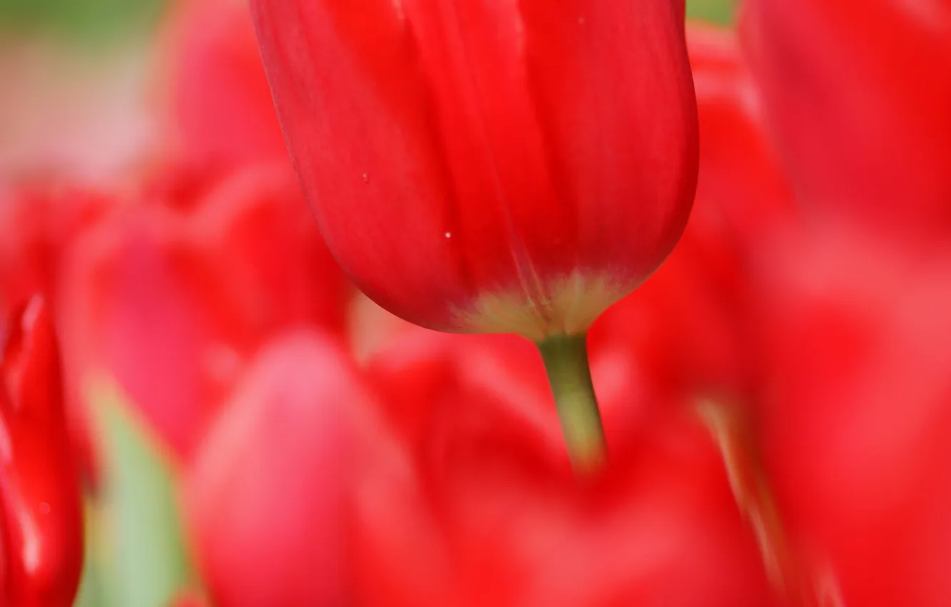 Photo wallpaper macro, flowers, red, tulips