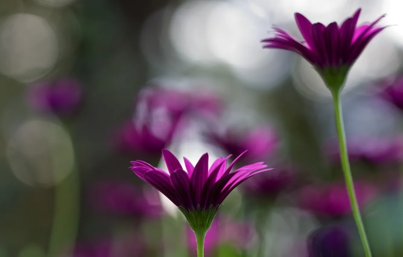 Photo wallpaper macro, flowers, nature, wallpapers