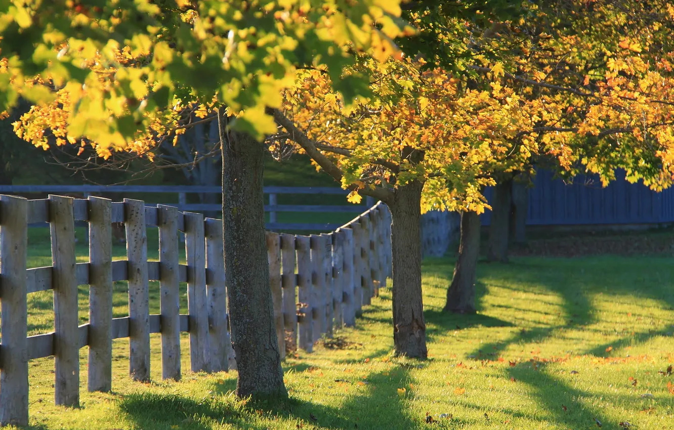Photo wallpaper trees, landscape, the fence