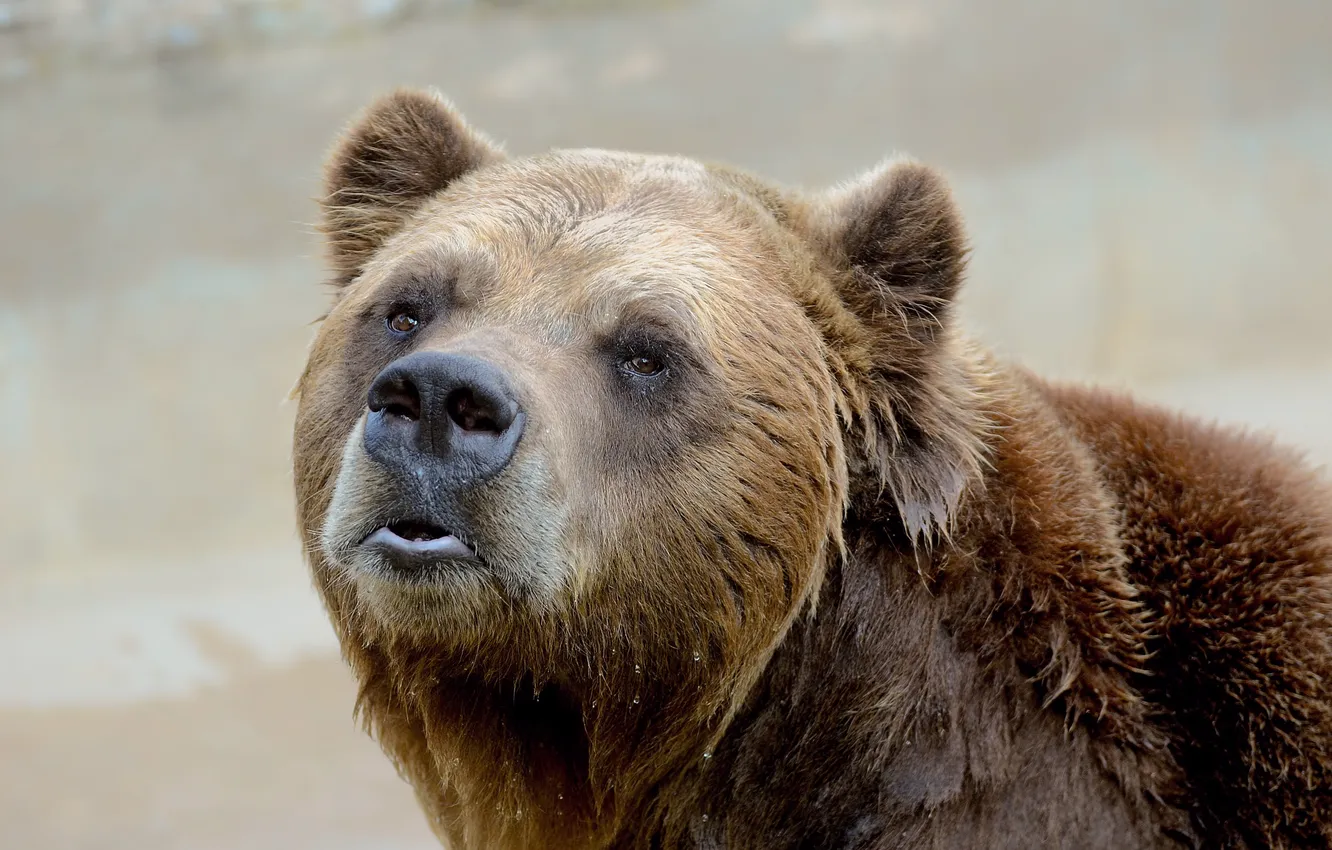 Photo wallpaper portrait, bear, bear, grizzly