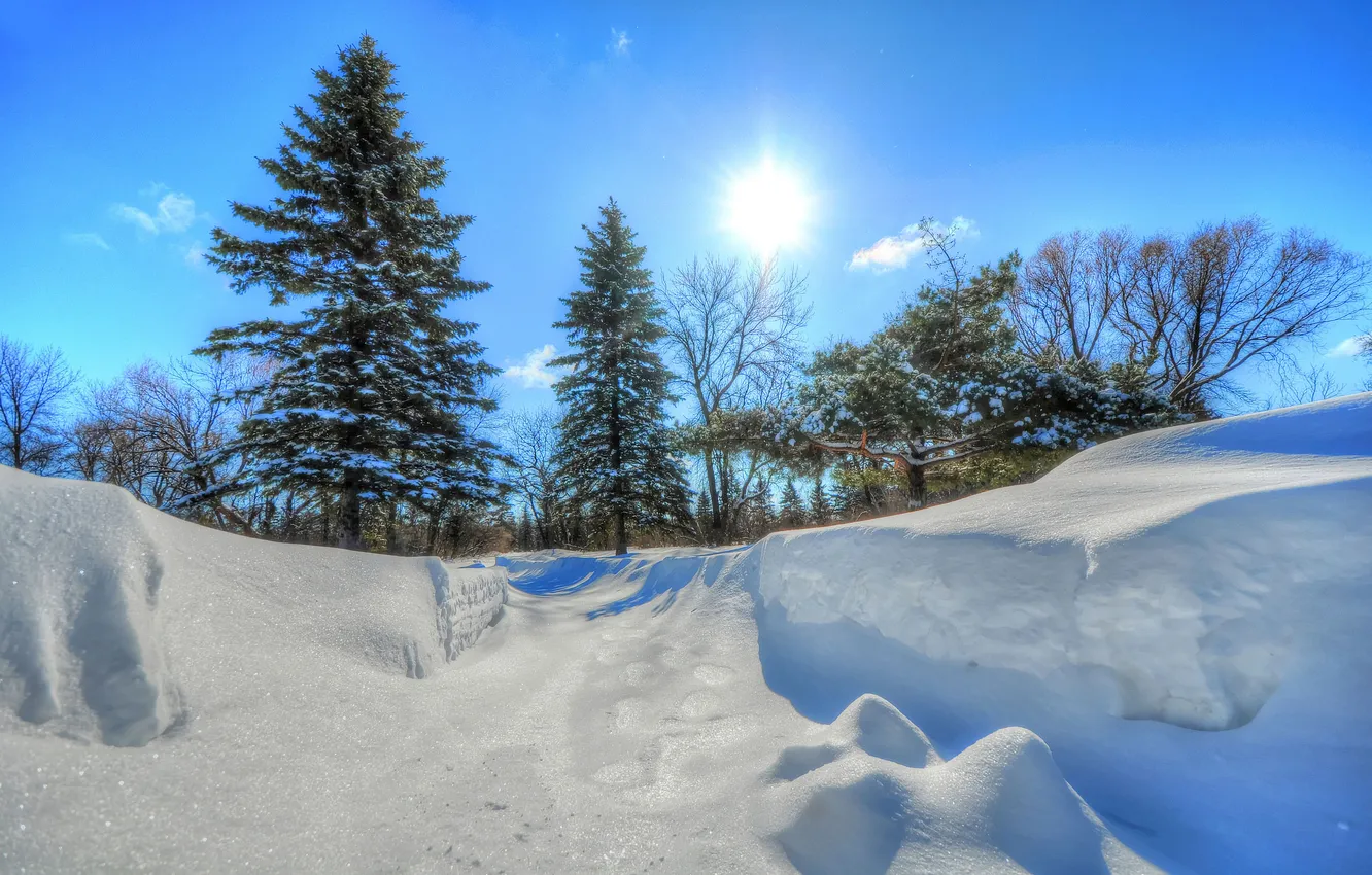 Photo wallpaper winter, the sky, the sun, snow, trees