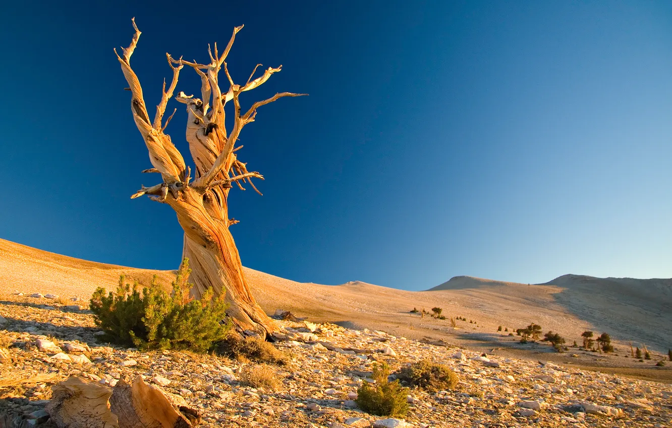 Photo wallpaper sand, stones, hills, desert, snag, Landscape, a dry tree