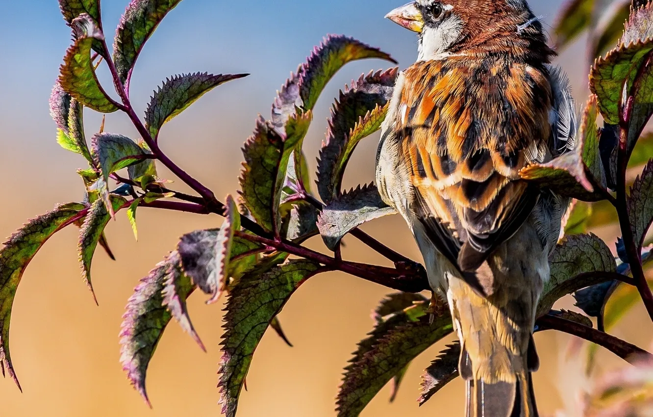 Photo wallpaper leaves, bird, branch, Sparrow