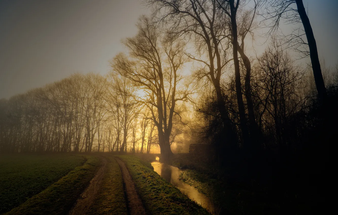 Photo wallpaper road, nature, fog, morning