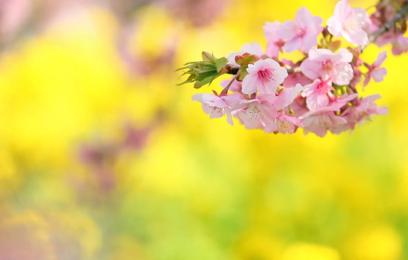 Photo wallpaper branches, cherry, Sakura
