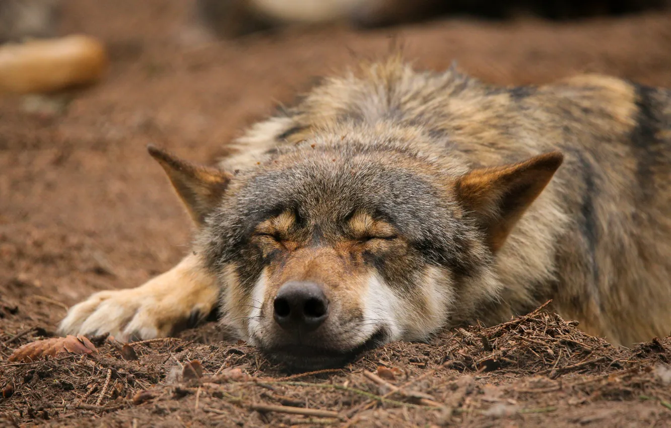 Photo wallpaper nature, wolf, sleeping, by Quiet-bliss