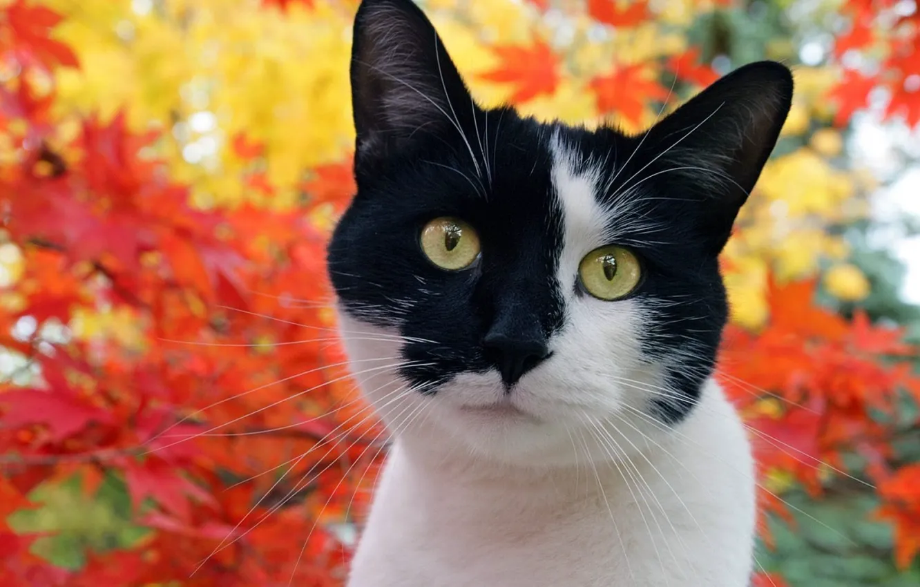 Photo wallpaper cat, autumn, foliage