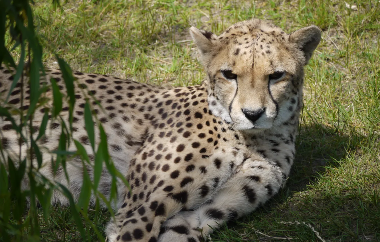 Photo wallpaper cat, stay, Cheetah