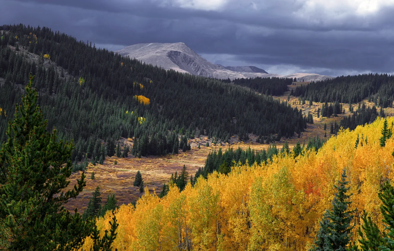 Photo wallpaper autumn, forest, the sky, mountains, clouds, the slopes, yellow, ate