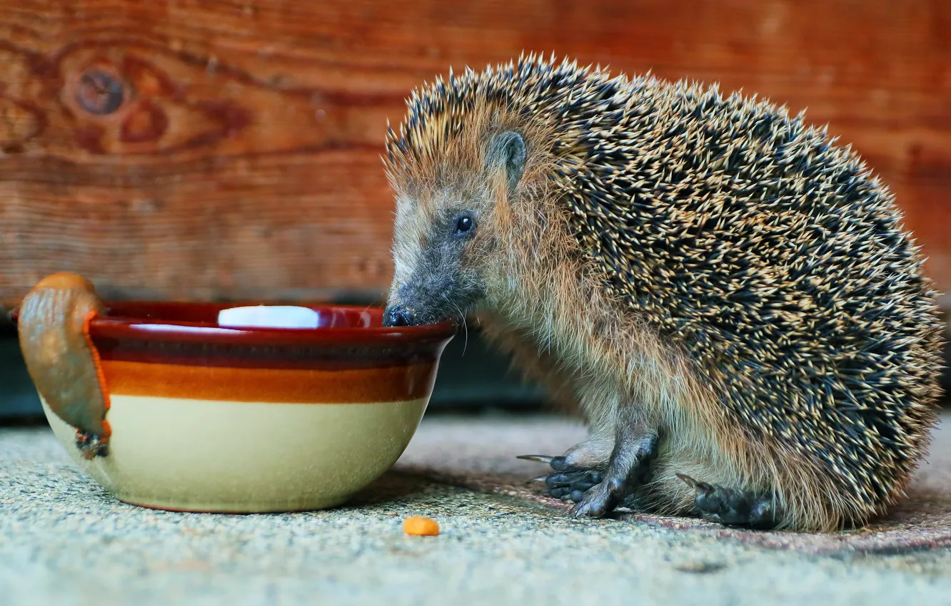 Photo wallpaper look, bowl, face, sitting, hedgehog, home, meal, feed