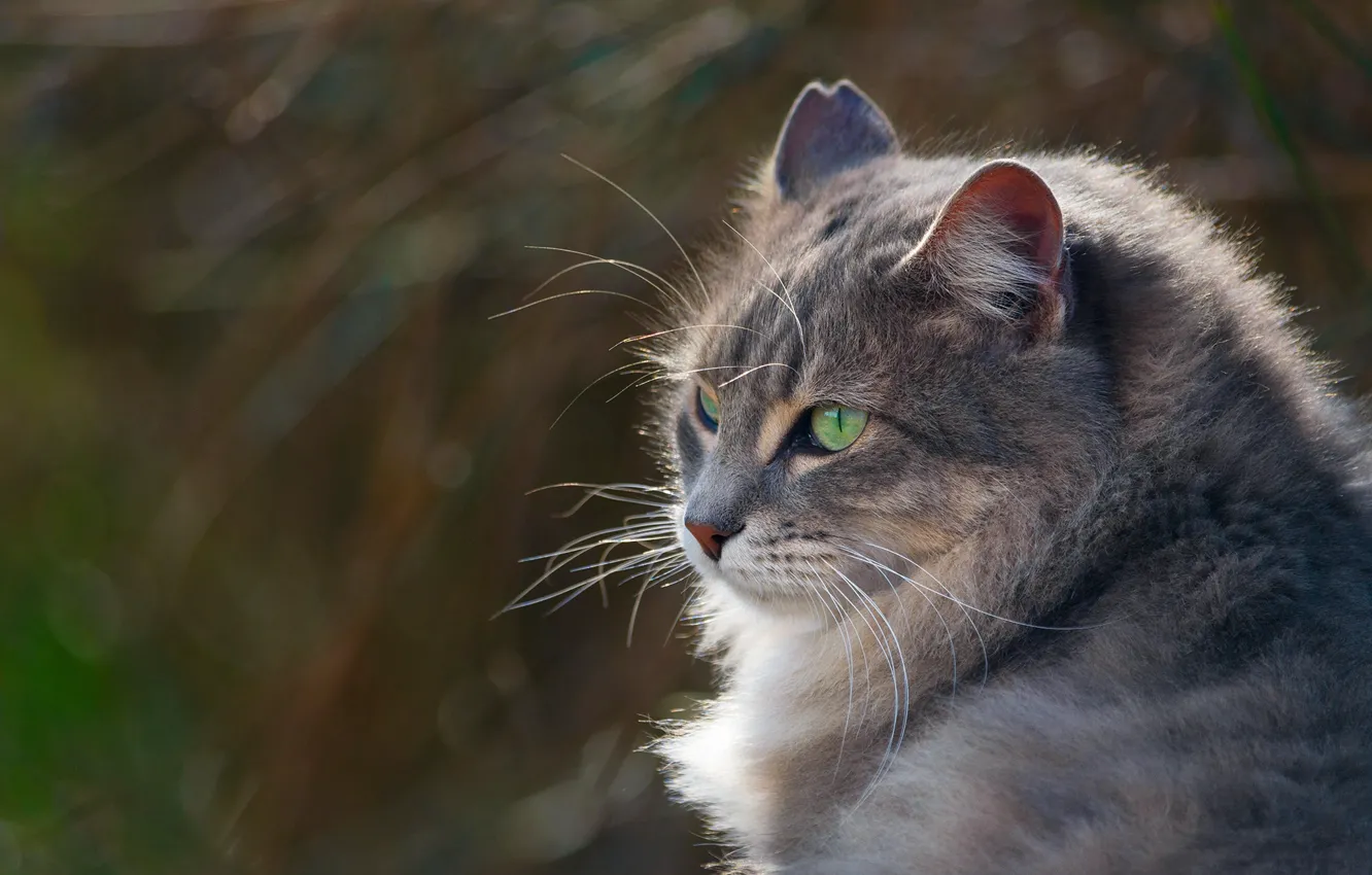 Photo wallpaper cat, cat, grey, portrait