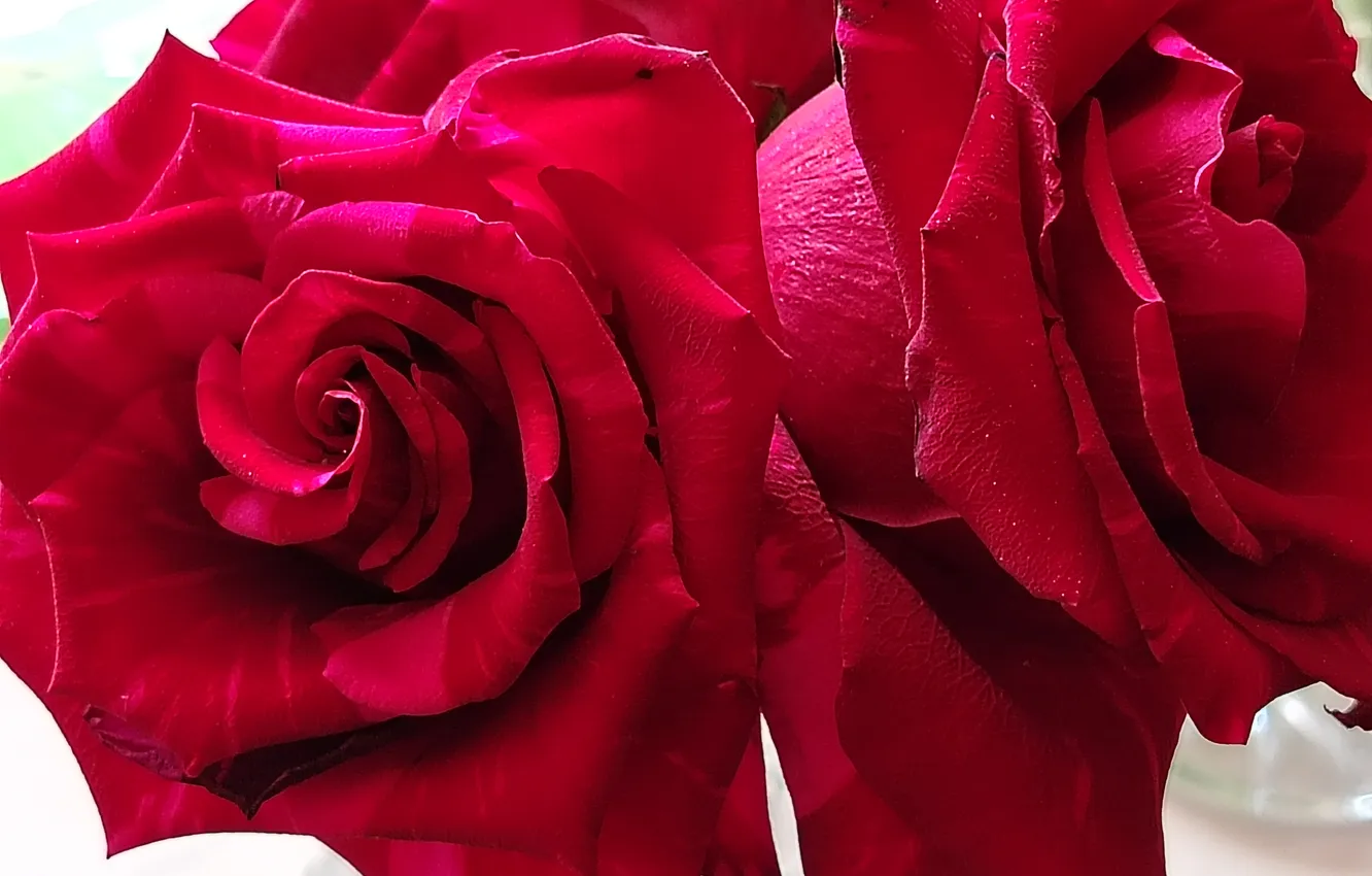 Photo wallpaper close-up, petals, red roses, rosebuds