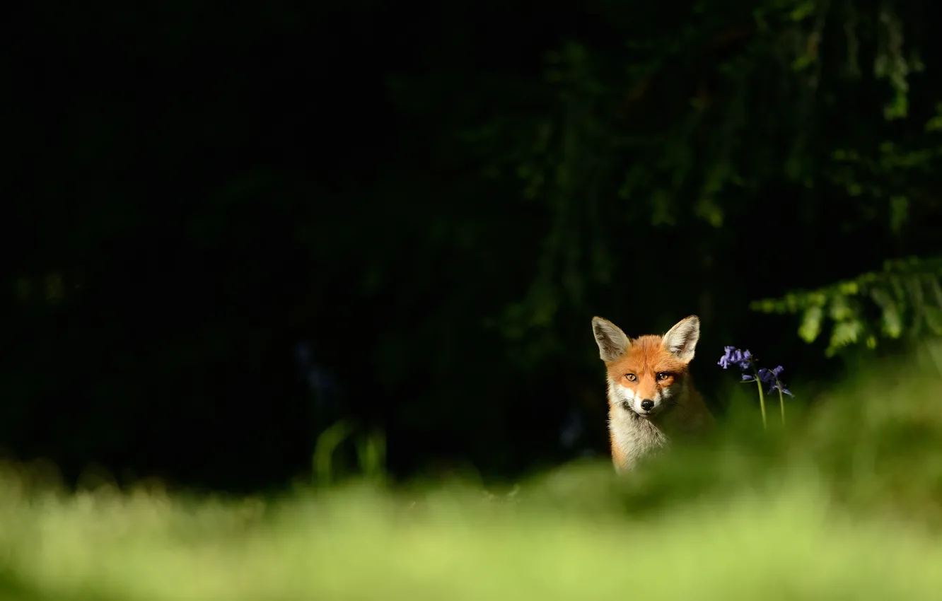 Photo wallpaper greens, forest, look, light, flowers, branches, nature, pose
