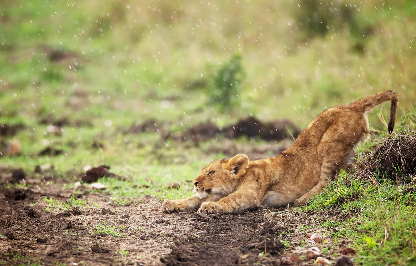 Photo wallpaper rain, kitty, lion, patagoni