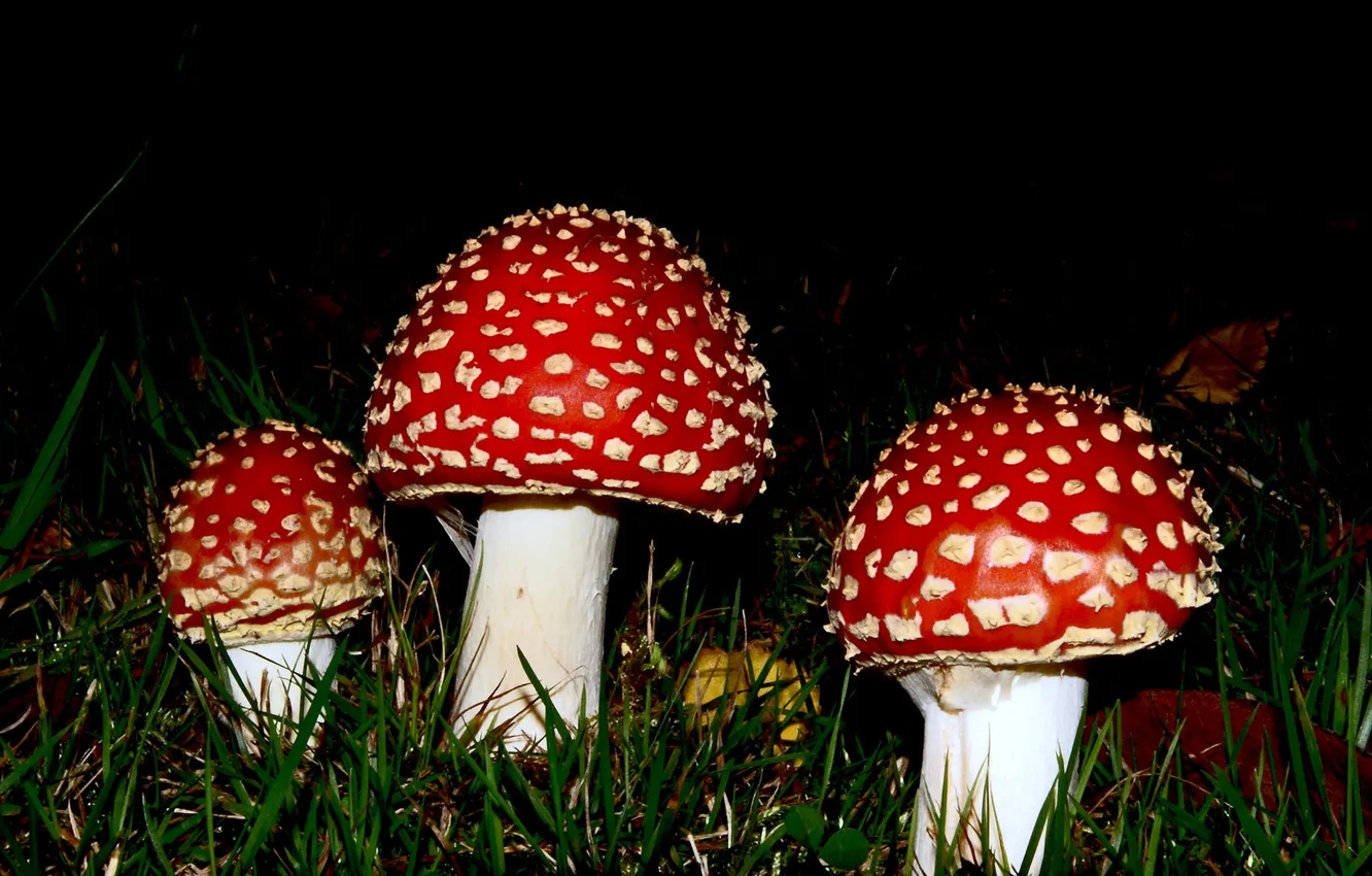 Photo wallpaper night, mushroom, grass, mushrooms