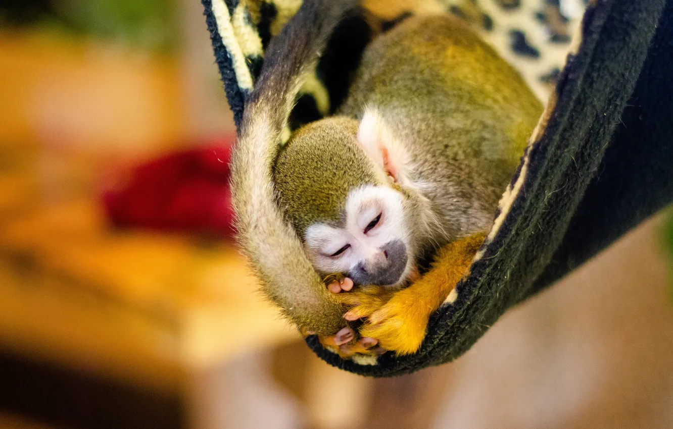 Photo wallpaper pose, sleep, legs, monkey, hammock, sleeping, tail, fabric