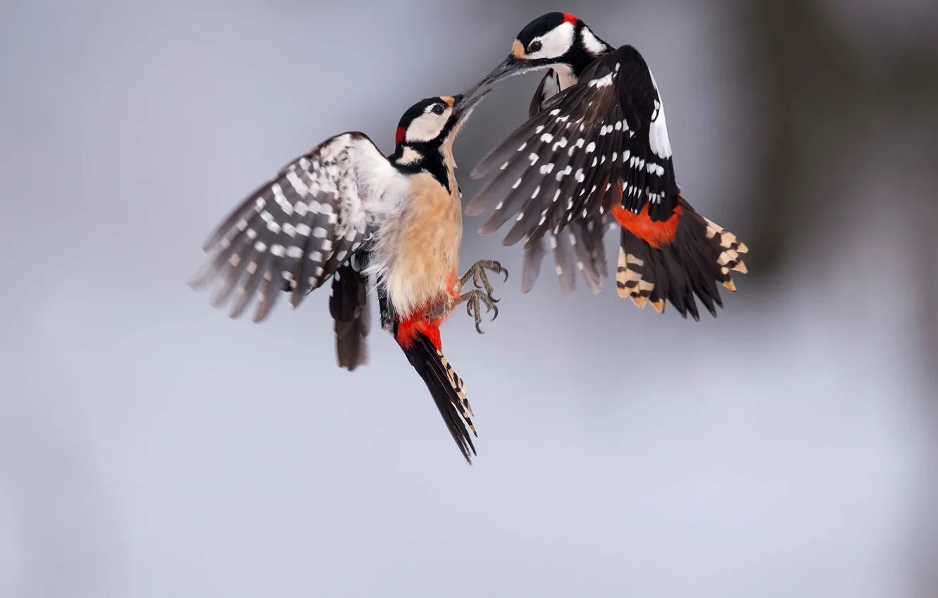 Photo wallpaper birds, two, great spotted woodpecker