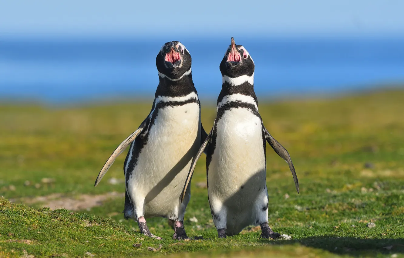 Photo wallpaper bird, penguins, a couple