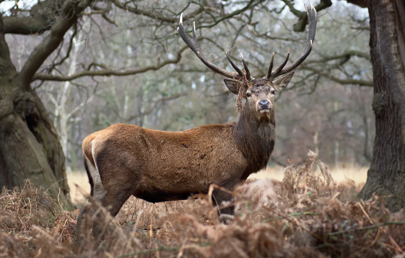 Photo wallpaper look, nature, horns, red deer, red deer