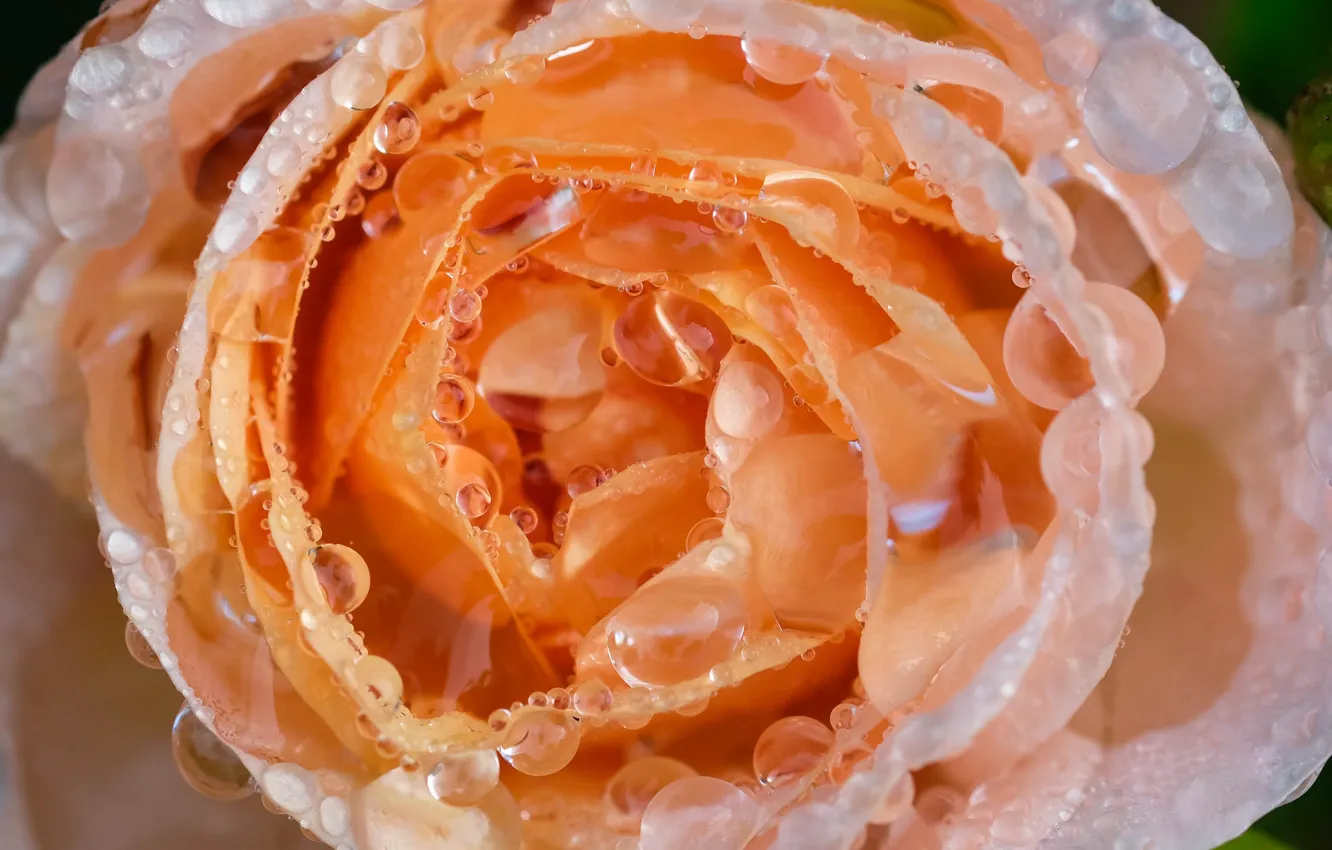 Photo wallpaper drops, macro, yellow, roses