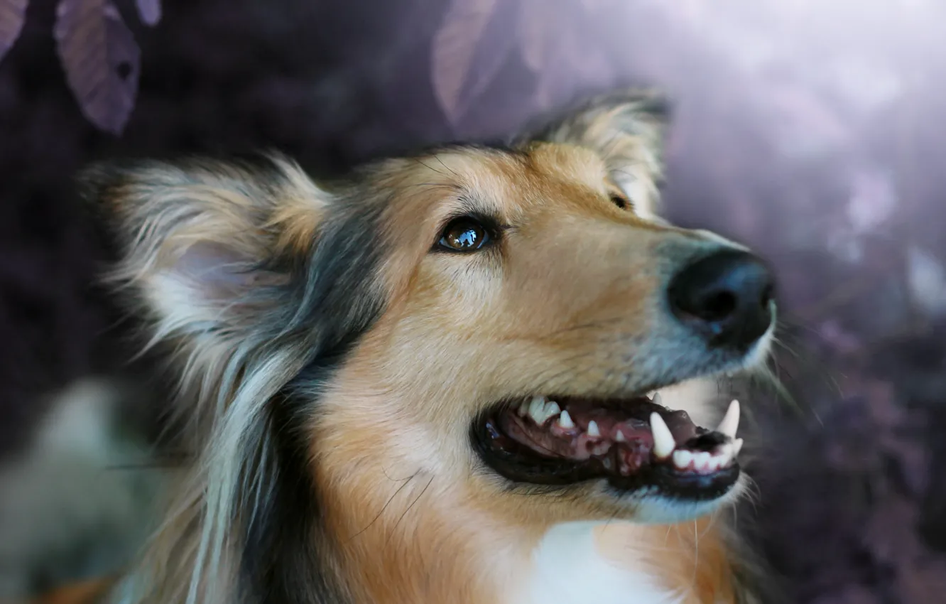 Photo wallpaper look, portrait, dog, face, bokeh, collie, Sheltie