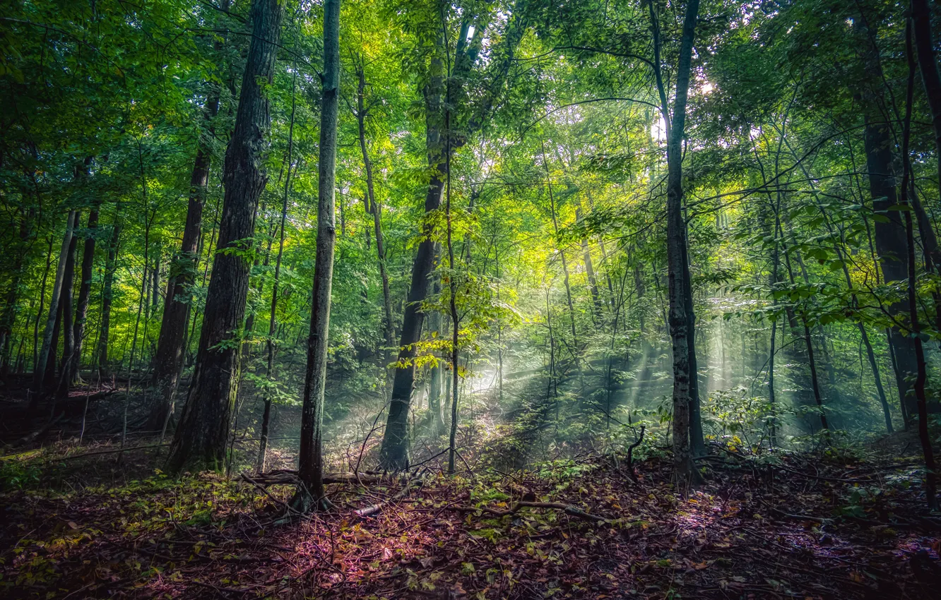 Photo wallpaper greens, forest, the sun, trees, Park, USA, rays of light, Michigan