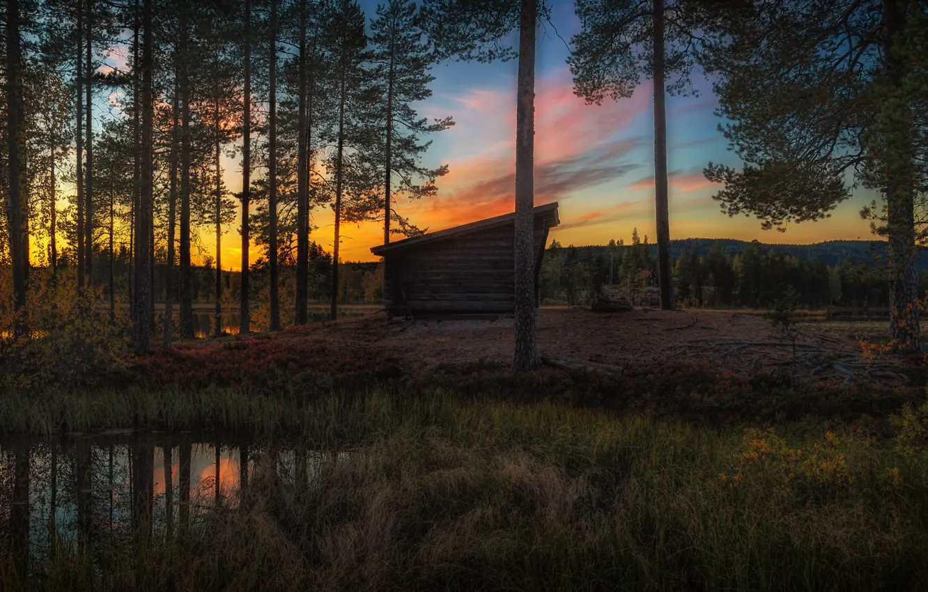 Photo wallpaper field, autumn, forest, the sky, grass, clouds, trees, sunset