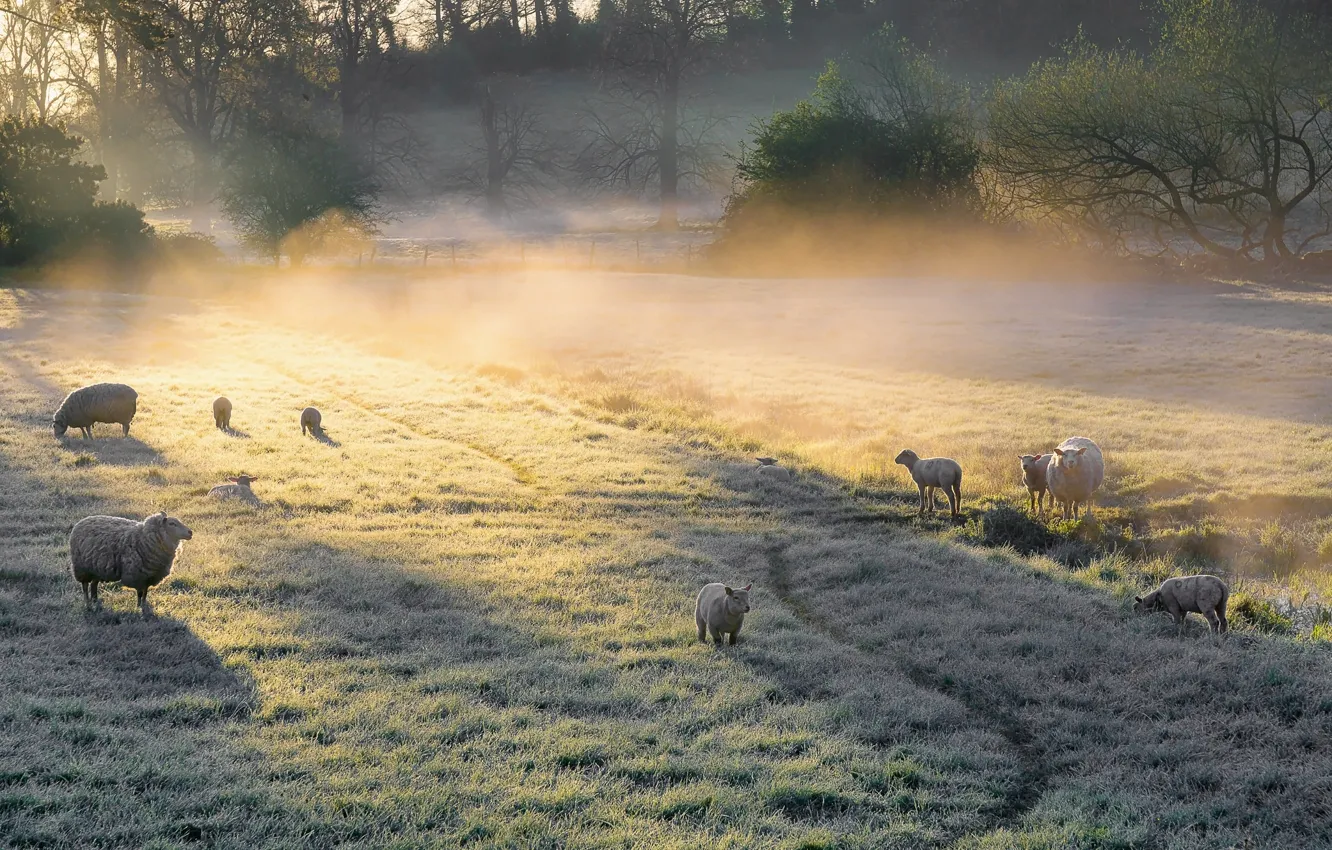 Photo wallpaper field, fog, sheep, morning