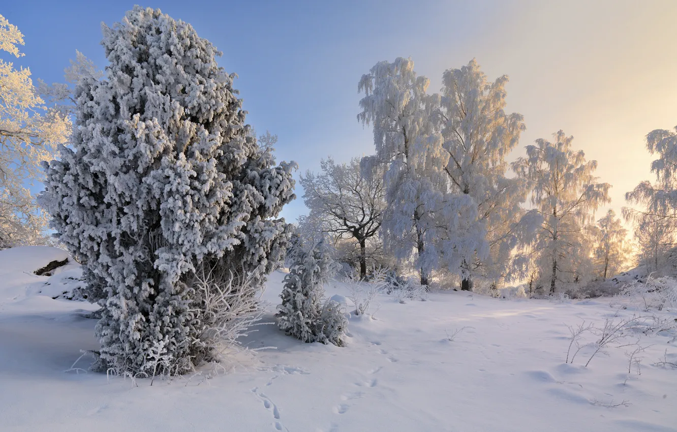 Photo wallpaper winter, snow, trees, Sweden, Sweden, Sodermanland, Vagnhärad
