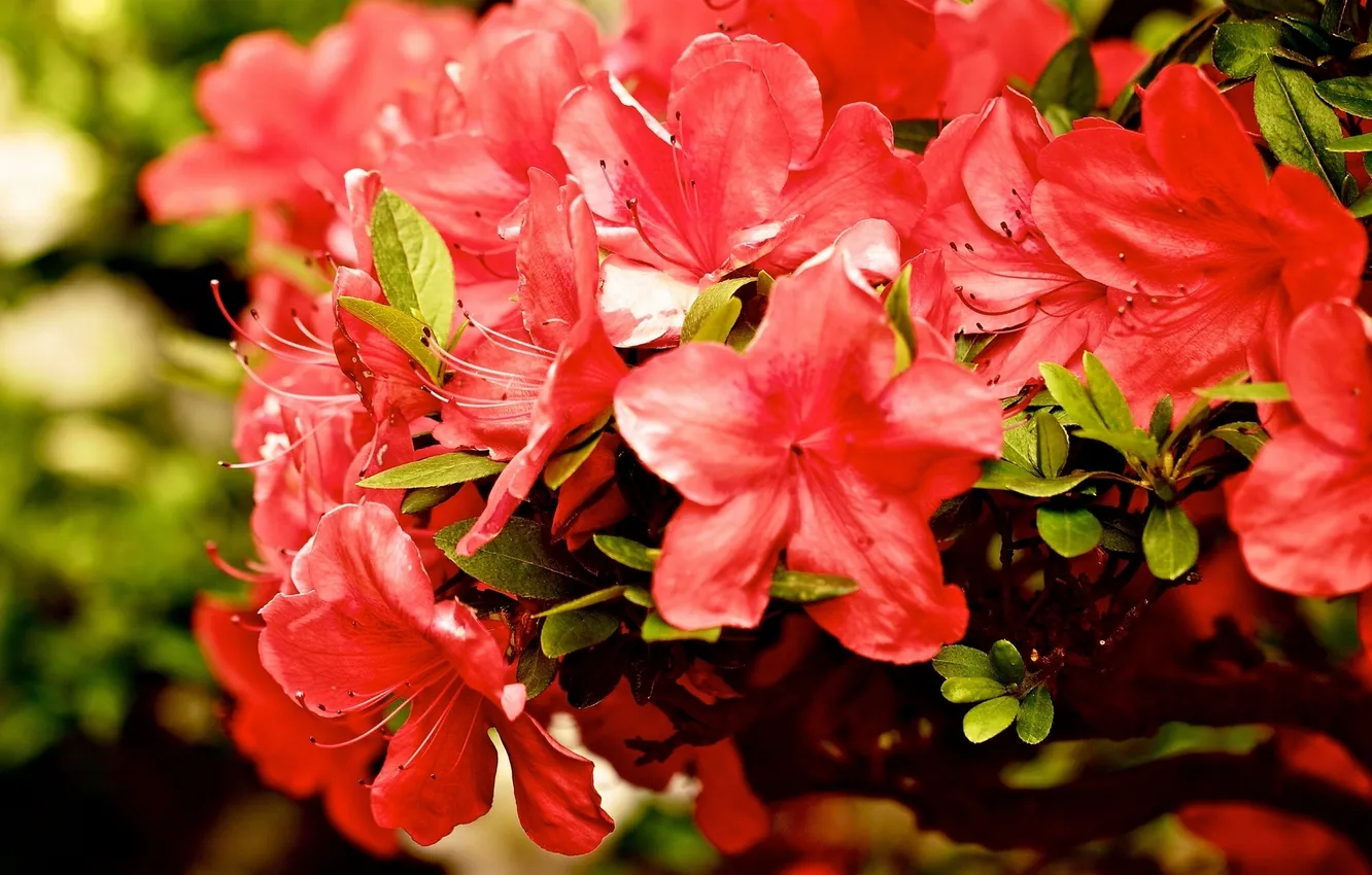 Photo wallpaper macro, branches, Azalea