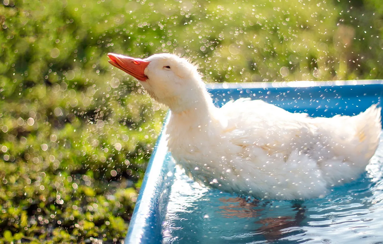 Photo wallpaper bokeh, animal, duck, droplets, refreshment