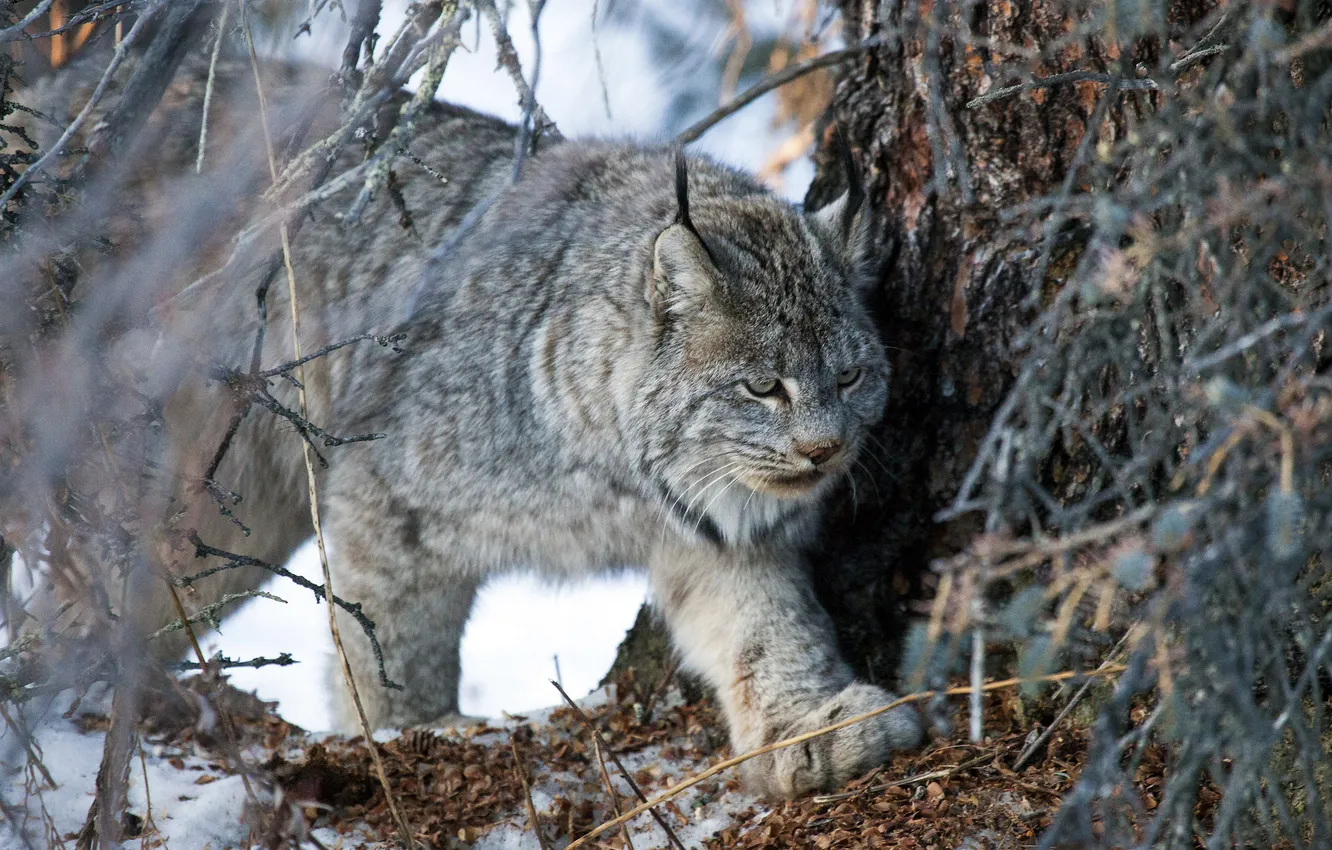 Photo wallpaper winter, branches, Canadian lynx
