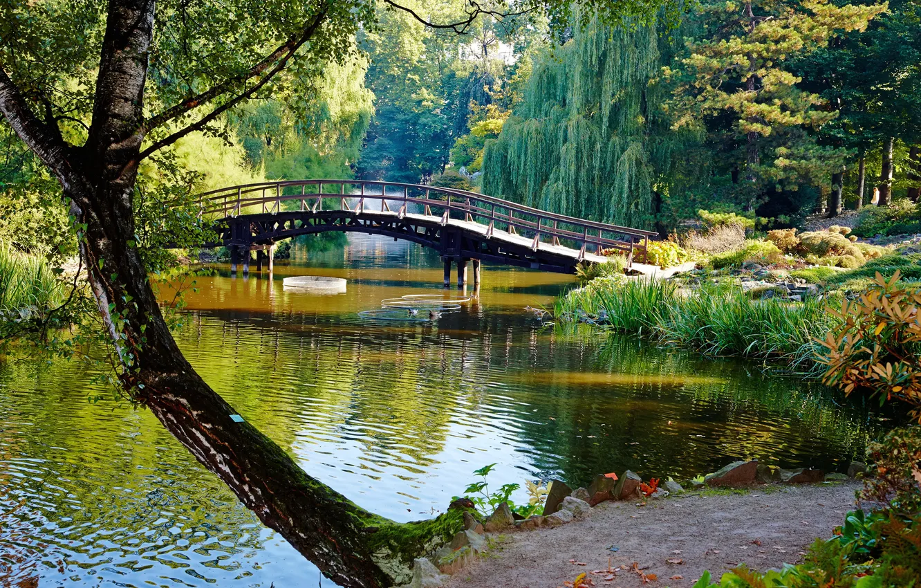 Photo wallpaper trees, bridge, pond, Park, reed, fountain