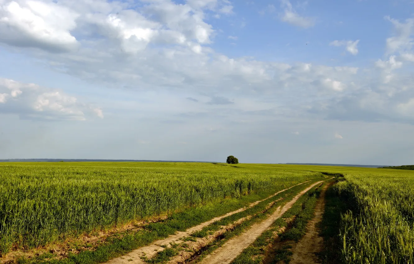 Photo wallpaper road, field, summer, landscape