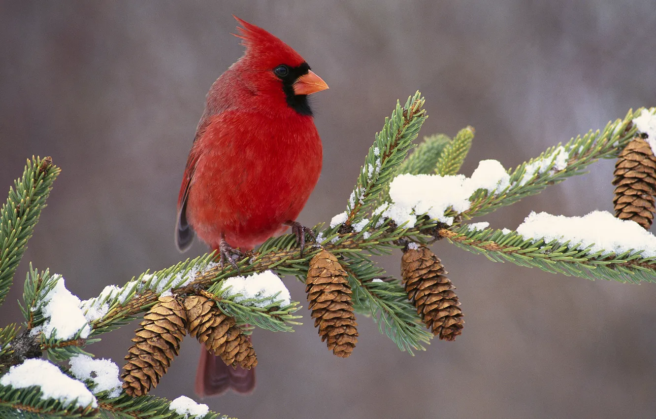 Photo wallpaper bird, branch, bumps, cardinal